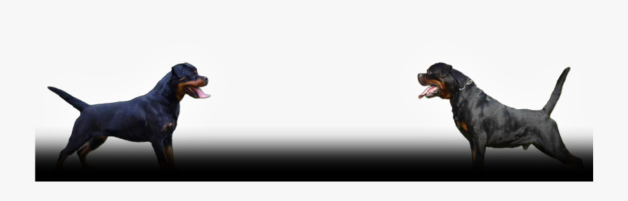 Welcome To Pantheon Rottweilers - Cartoon, Transparent Clipart