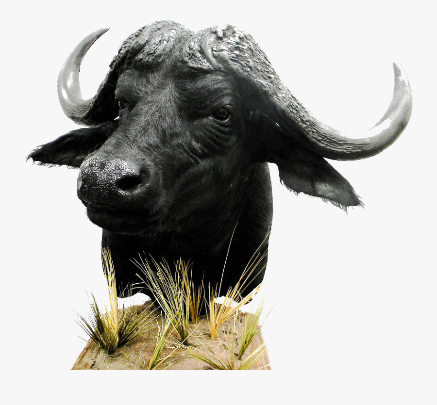African Buffalo Png Download - Buffalo Png, Transparent Clipart