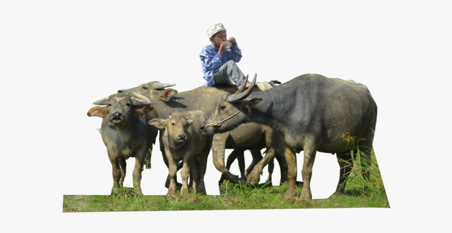 Water Buffalo Png Free Download - Herd Of Buffalo Png, Transparent Clipart