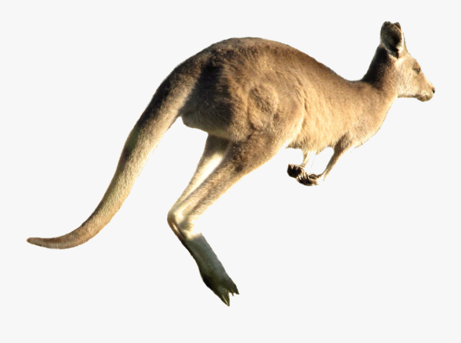 Transparent Kangaroo Clipart Png - Kangaroo Jumping White Background, Transparent Clipart