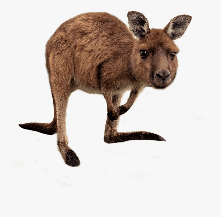 Kangaroo Australia Wallaby Reserve Stock Photography - Wallaby Png, Transparent Clipart