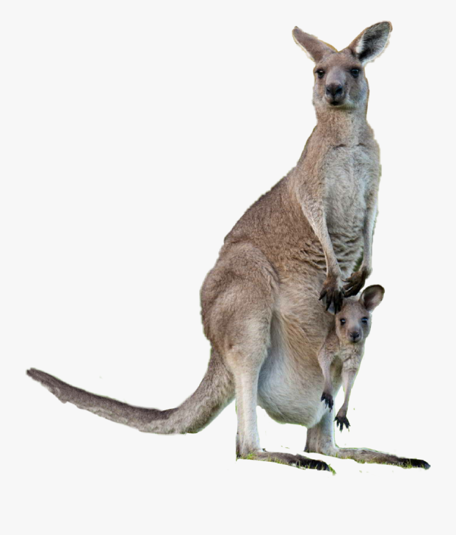 #kangaroo - Kangaroo, Transparent Clipart
