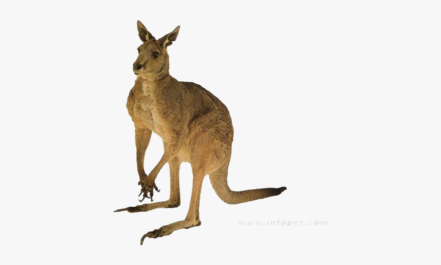 Clip Art Pictures Of Marsupial Animals - Kangaroo Png, Transparent Clipart