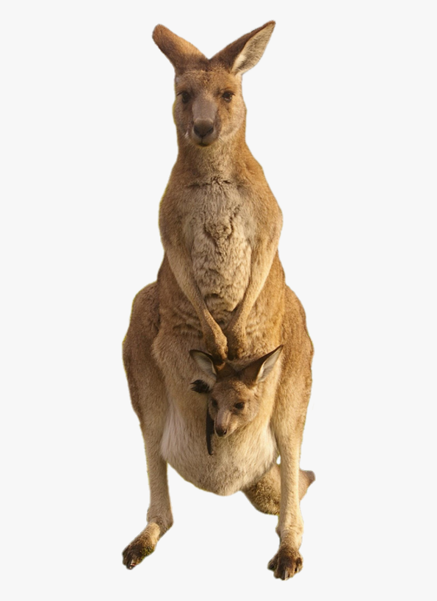Kangaroo Png, Transparent Clipart