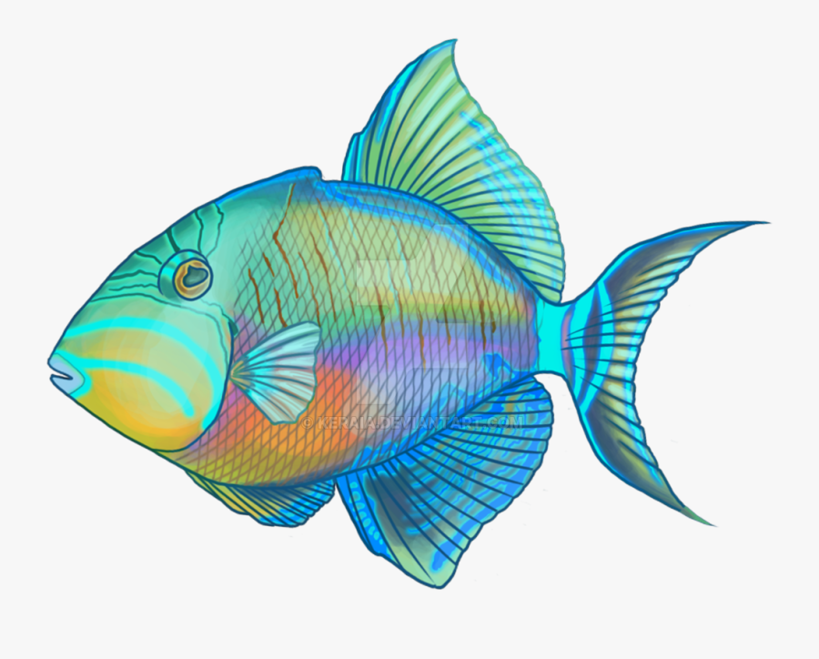 Bluegill Drawing Trigger Fish Banner Transparent Library - Coral Reef Fish, Transparent Clipart
