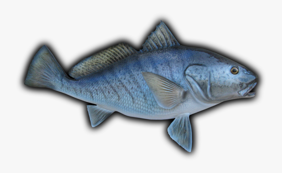Clip Art Coney Fish - Cat Fish, Transparent Clipart