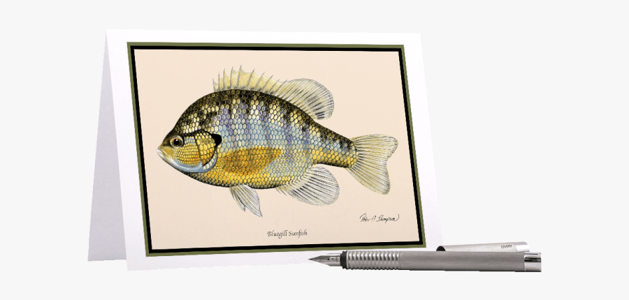 Clip Art Card Fish - Bluegill, Transparent Clipart