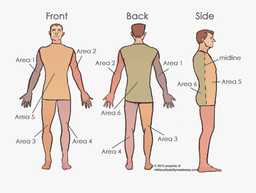 Clip Art Appendix Scar - Torso Body Part Meaning, Transparent Clipart