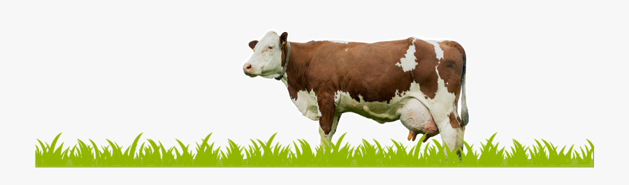 Transparent Cow - Cow With Milk Png, Transparent Clipart