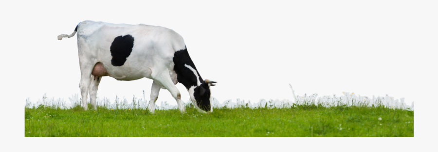 Cow Png - Cow In Field Png, Transparent Clipart