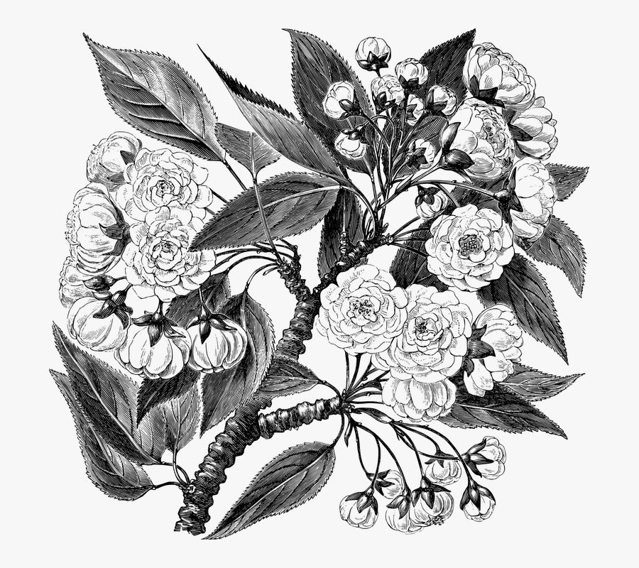 Vintage, Cherry Blossom, Flowers, Sakura, Floral - Clip Art, Transparent Clipart