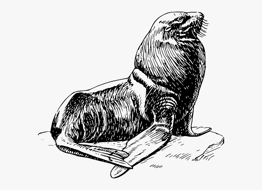 Walrus Clipart Animal Antarctic - Earless Seal, Transparent Clipart