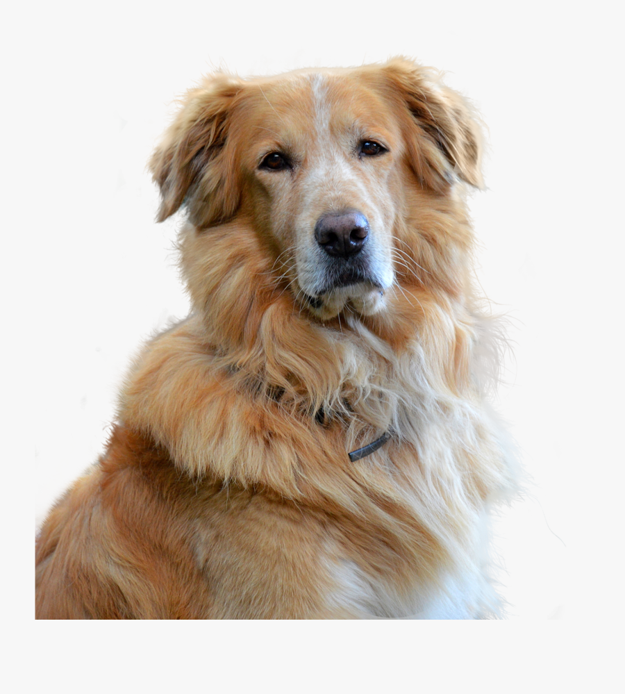 Clip Art A Guide To Retrievers - Cbd Oil Vs Oil For Dogs, Transparent Clipart