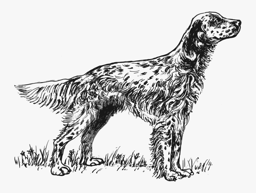 Clip Art English Setter Clipart - English Setter Clipart, Transparent Clipart