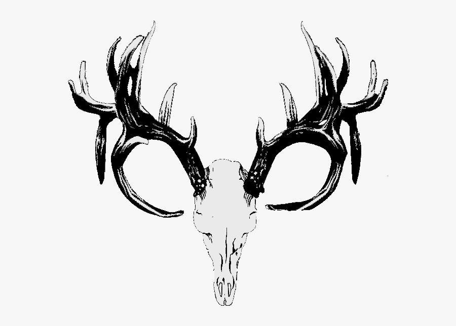 Red Deer Hunting White-tailed Deer Skull - Deer Antlers Png Transparent, Transparent Clipart