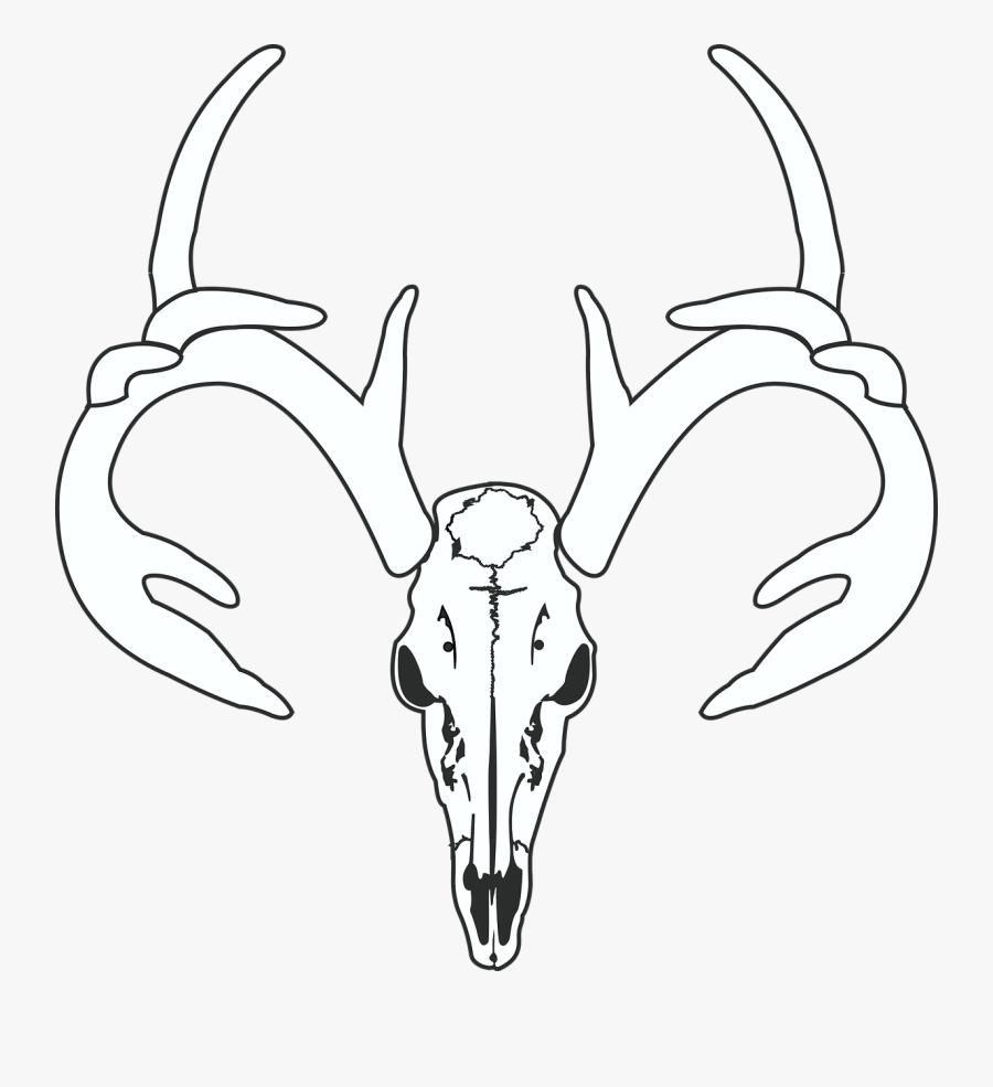 Elk Vector European Mount - Gambar Tengkorak Kepala Rusa, Transparent Clipart