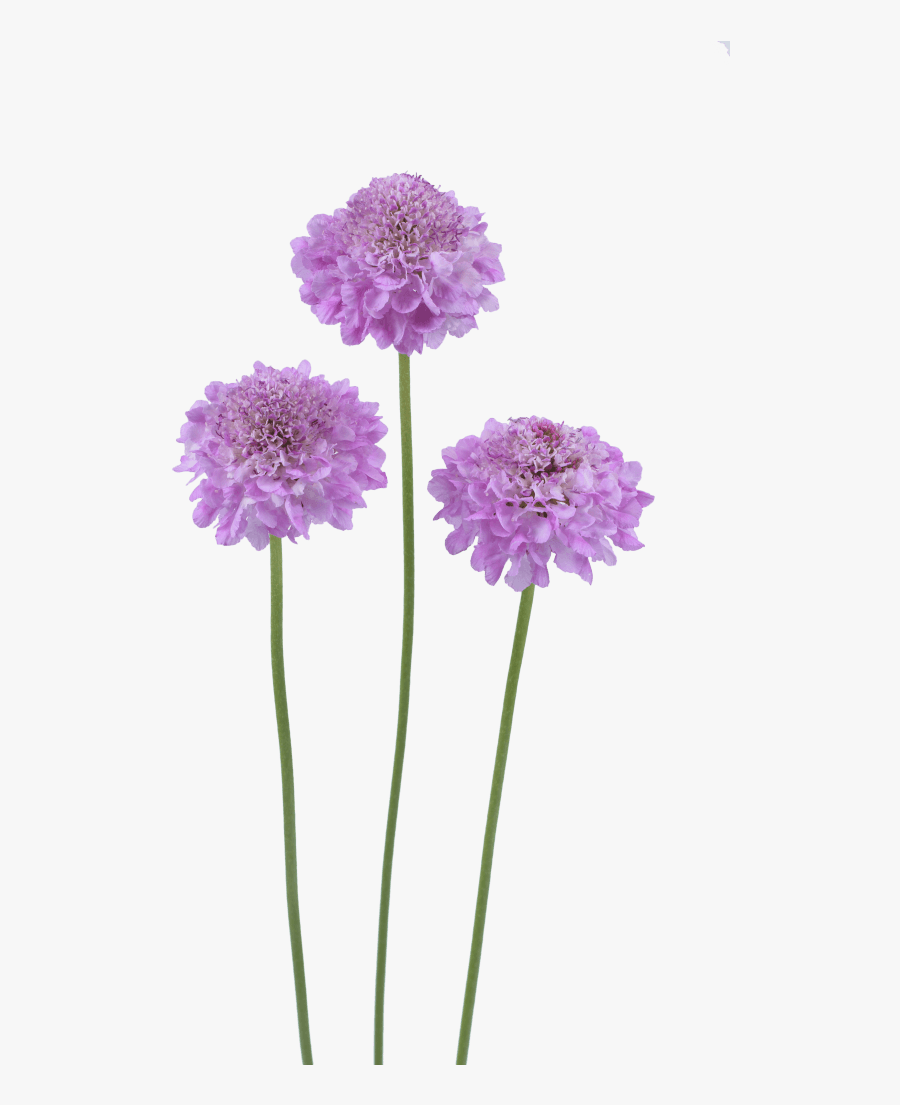 Transparent Lilac Flower Png - Focal Scoop Scabiosa, Transparent Clipart