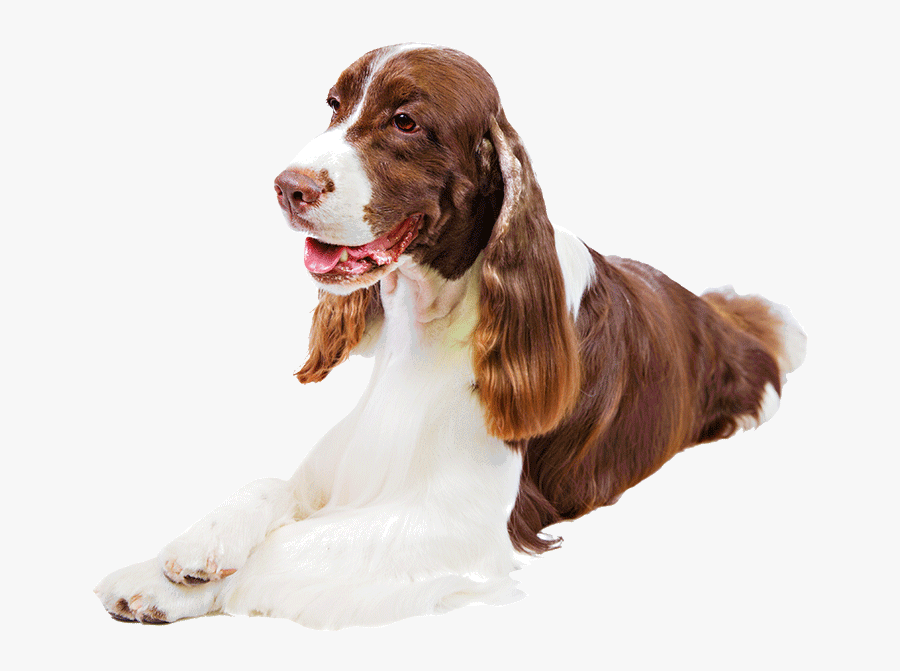 Clip Art What Is The Best - English Springer Spaniel Png, Transparent Clipart