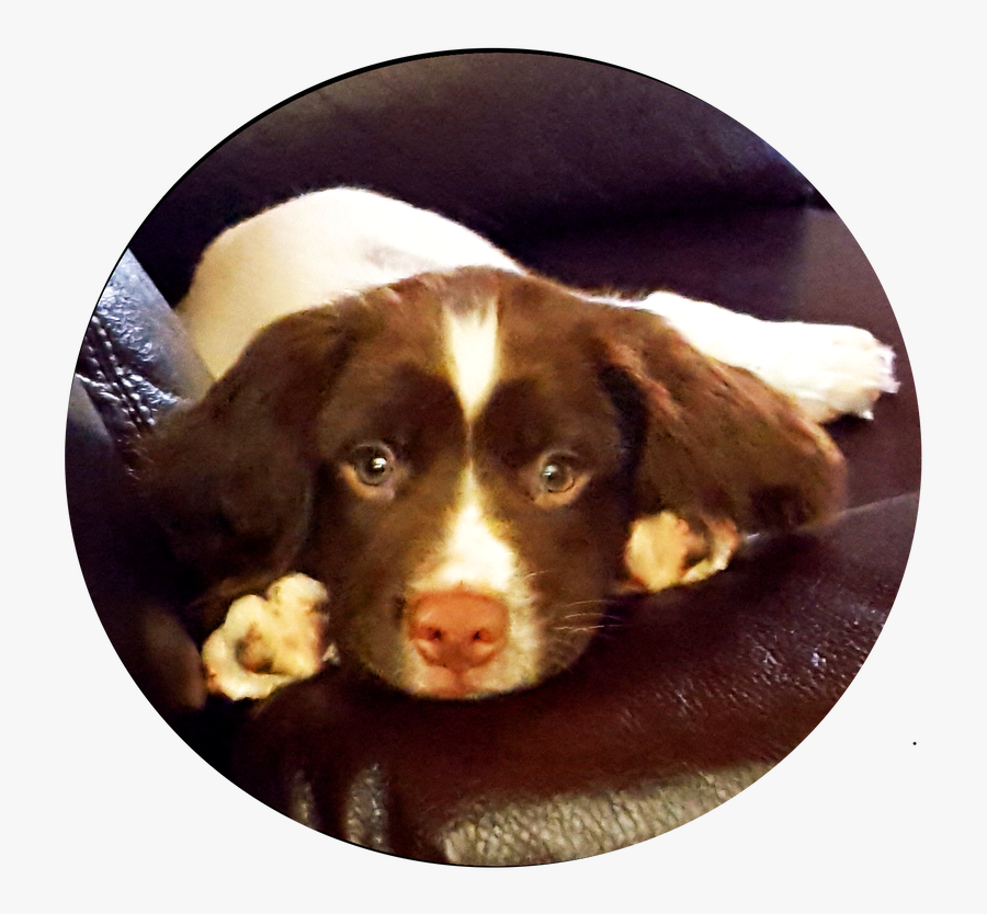 Clip Art Kingsbury S English Spaniels - Companion Dog, Transparent Clipart