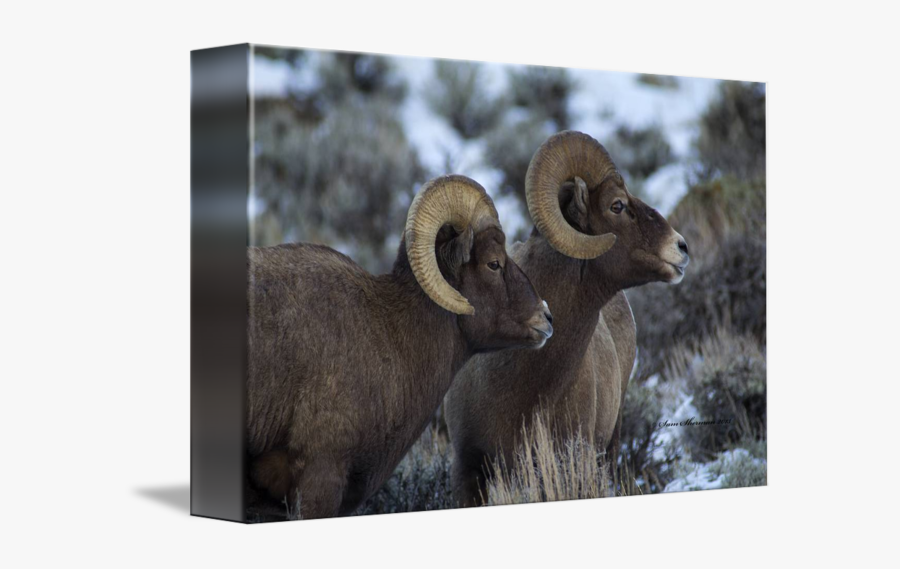 Clip Art Rams Animal - Horn, Transparent Clipart