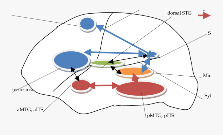 The Relevant Brain Areas In The Dual Stream Model Of - Circle, Transparent Clipart