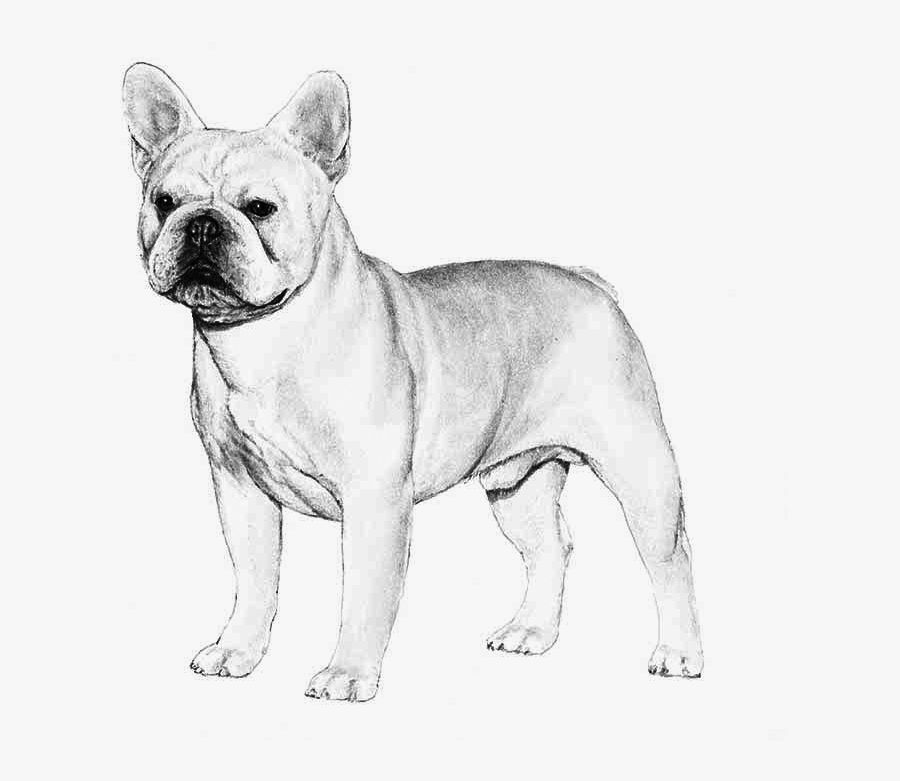 French Bulldog And Boston Terrier Mix - French Bulldog Standard, Transparent Clipart