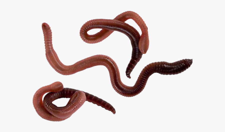 Worms Clipart Transparent Background - Worms Png, Transparent Clipart