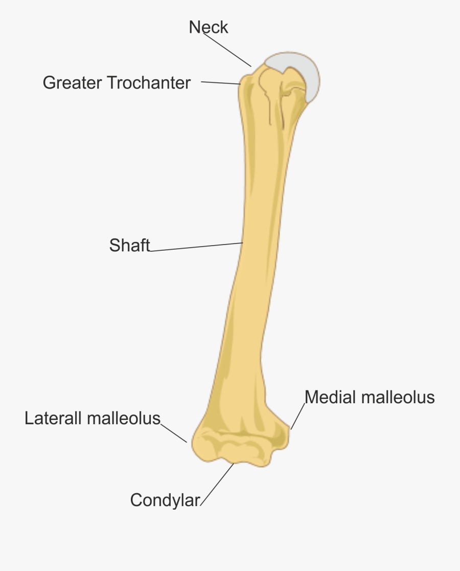 Fracture Shaft Of Bone - 3 Parts Of The Humerus, Transparent Clipart