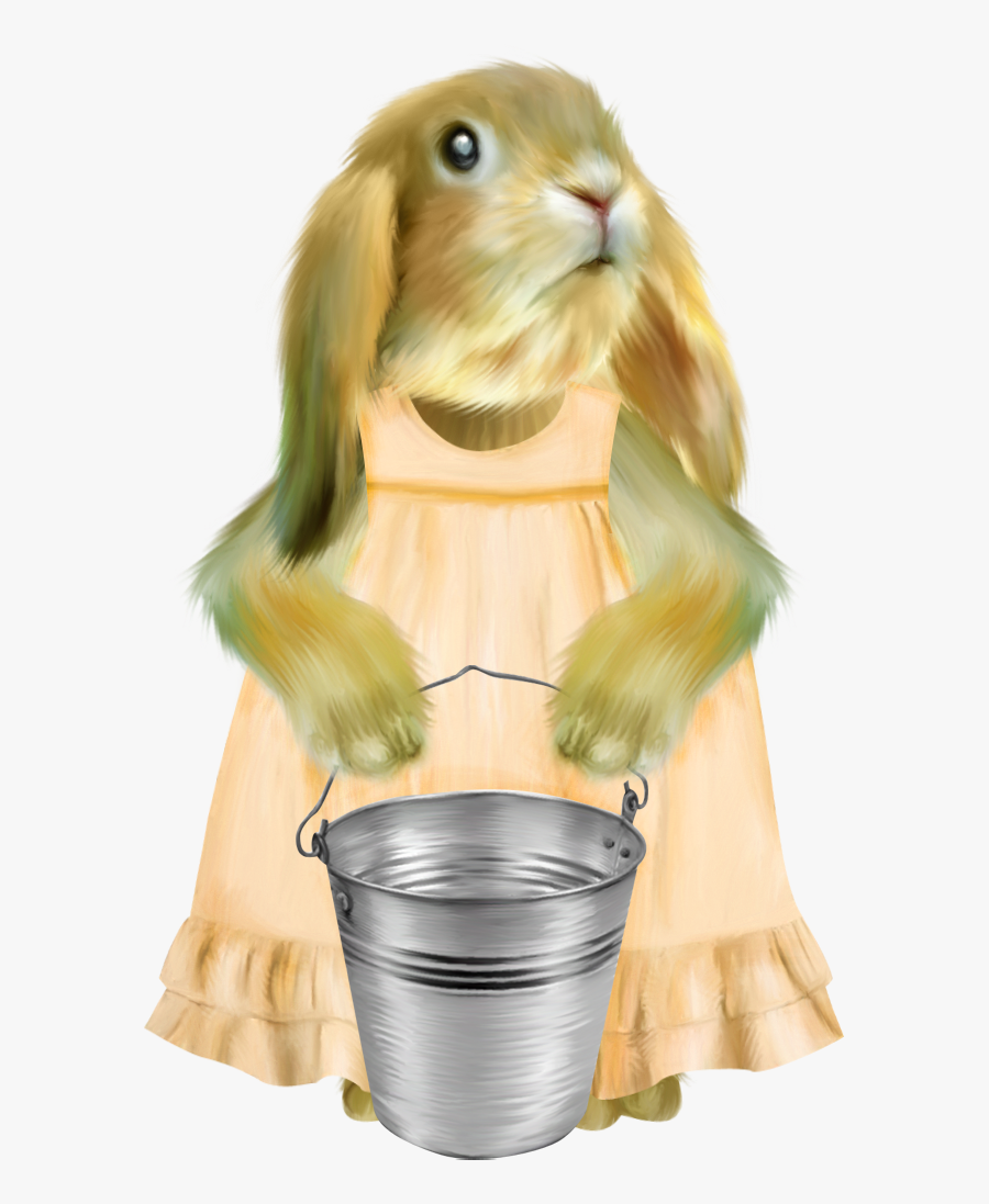 Domestic Rabbit, Transparent Clipart