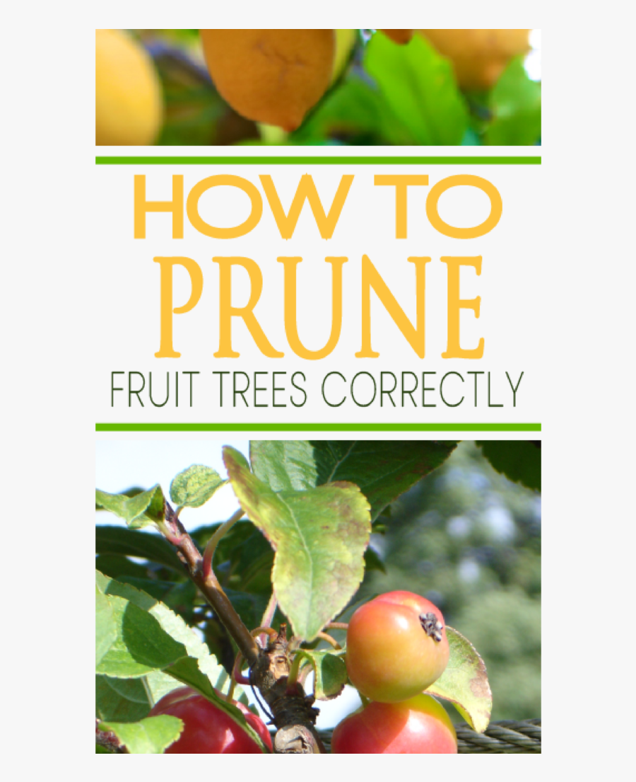 Transparent Prune Clipart - Prune Fruit, Transparent Clipart