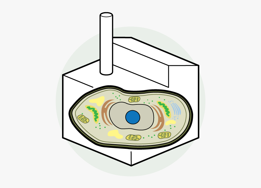 Wonders Of Biology Age - Graphic Design, Transparent Clipart