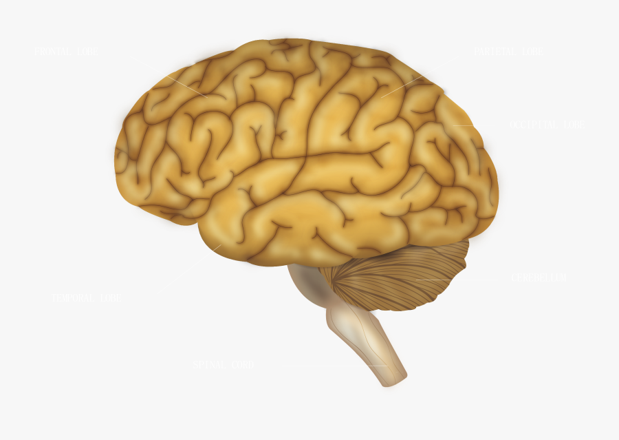 Brain Structure Download, Transparent Clipart