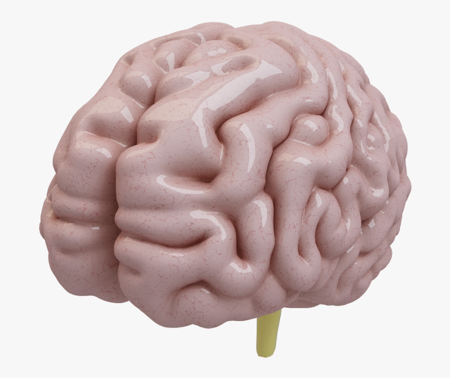 Human Brain 3d Model - 3d Brain Png, Transparent Clipart