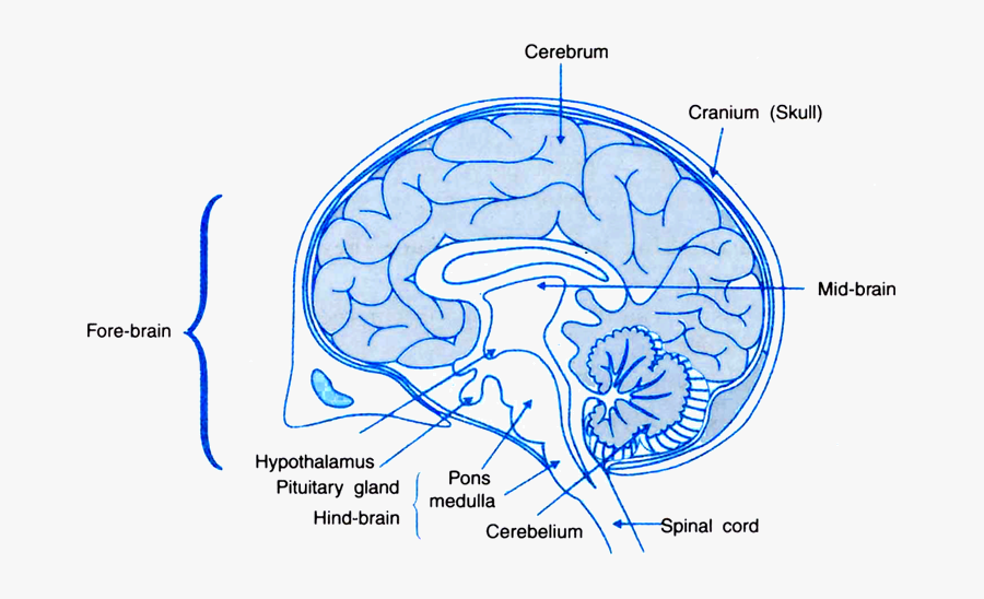 - Human Brain With Name , Png Download - Human Brain With Name, Transparent Clipart