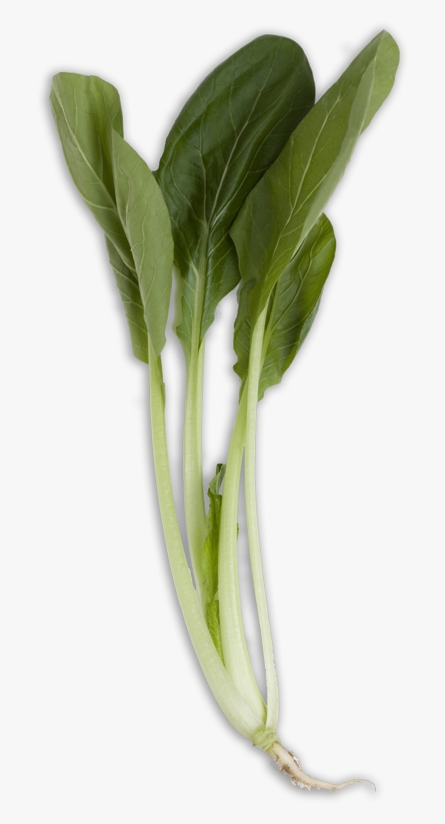 Bok Choy Transparent Png - Bok Choy Long, Transparent Clipart