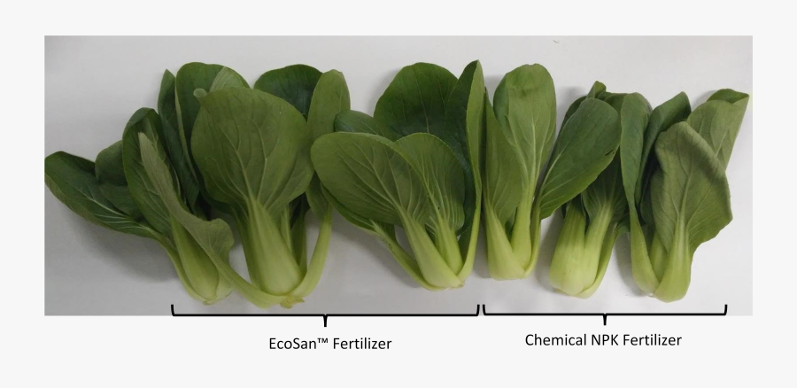 Transparent Bok Choy Png - Tatsoi, Transparent Clipart