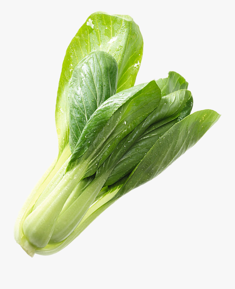 Clip Art Cabbage Romaine Lettuce Komatsuna - Napa Cabbage, Transparent Clipart