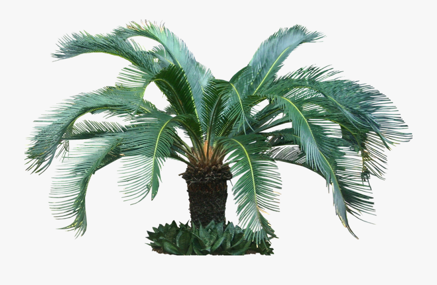 Fijikit Divider Smh - Tropical Tree Png, Transparent Clipart