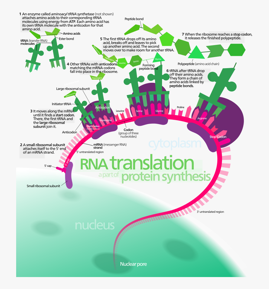 Translation Biology, Transparent Clipart
