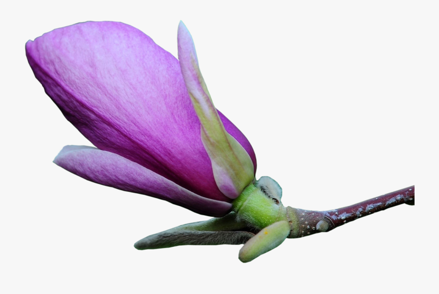 Magnolia Flower Bud - Violet Flower Photoshop, Transparent Clipart