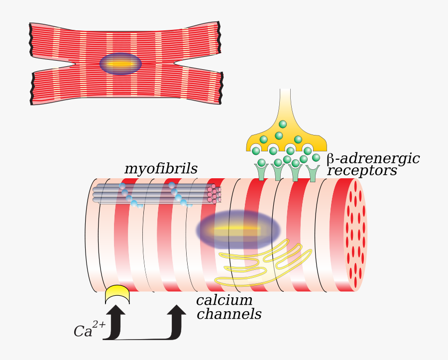 Myocardiocyte - Cardiac Remodelling In Heart Failure, Transparent Clipart