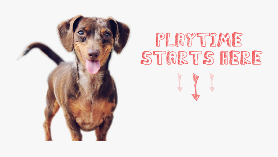 Transparent Smiling Dog Clipart - Dogs Smiling, Transparent Clipart