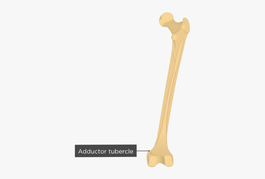 Clip Art Adductor Tubercle Of Femur - Posterior Femur, Transparent Clipart