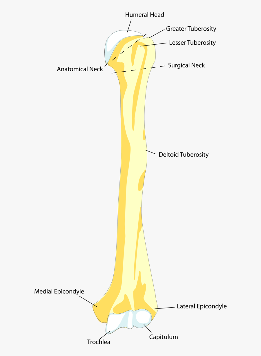 Clip Art Femur Bone Picture - 6 Bones In The Arm And Forearm, Transparent Clipart