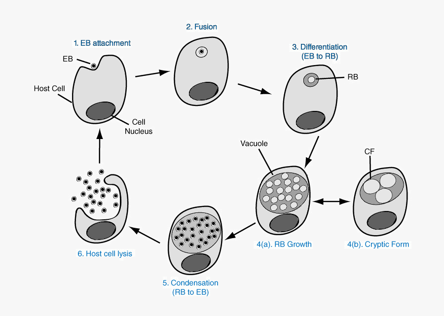 Развитие хламидий. Chlamydia trachomatis патогенез. Жизненный цикл хламидии микробиология. Хламидия трахоматис жизненный цикл.