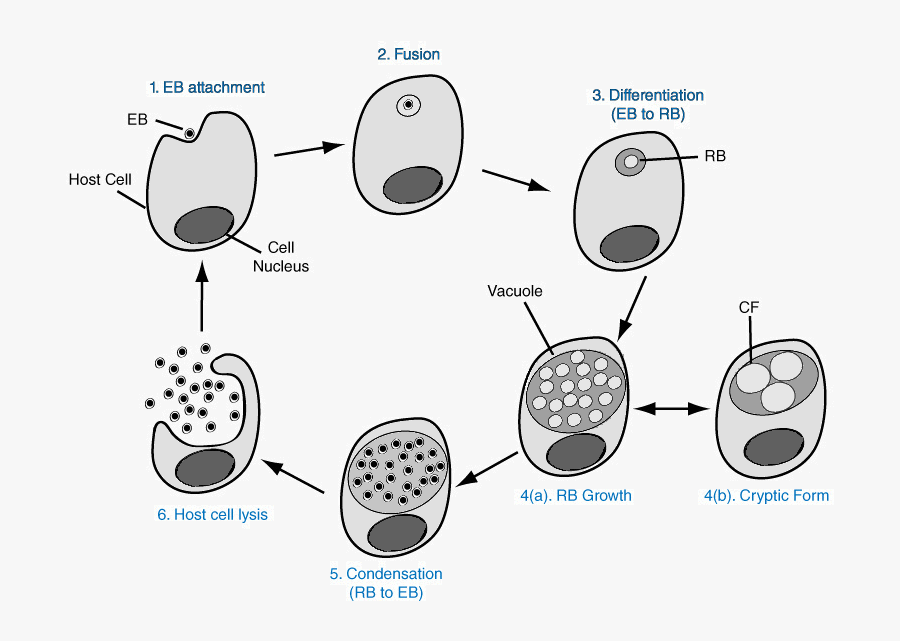 Chlamydia Png Hd Pluspng - Chlamydia Png, Transparent Clipart