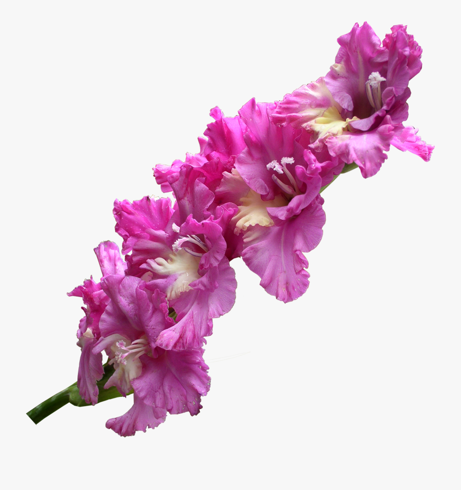 Gladiolus Transparent Png Png Download - Gladiolus Transparent, Transparent Clipart