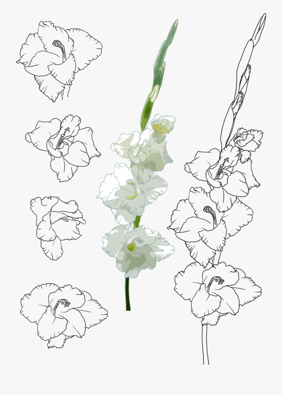 Clip Art Gladiolus Flower Tattoo - Gladiolus Flowers Drawing, Transparent Clipart