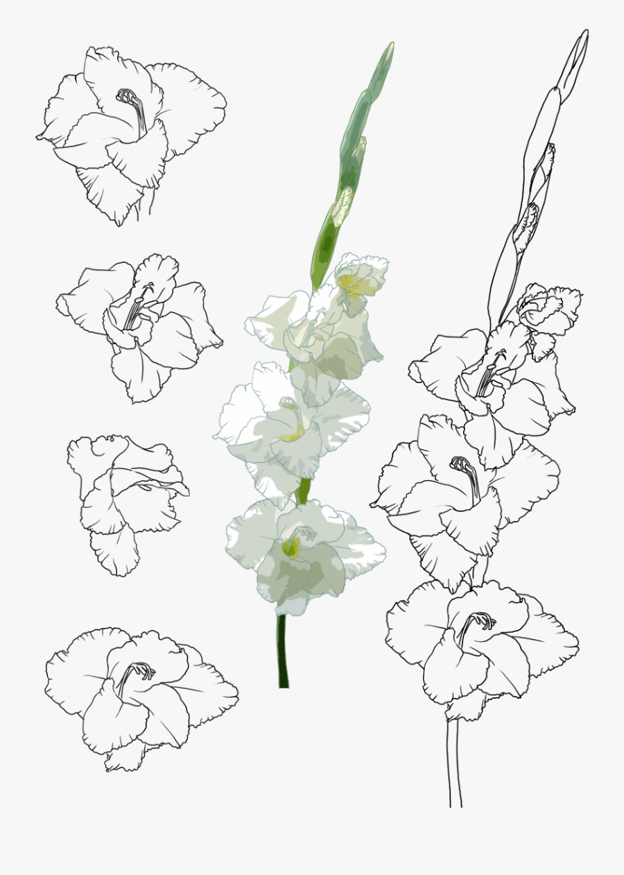 Gladiolus Drawing - Check out inspiring examples of gladioluses artwork on ...