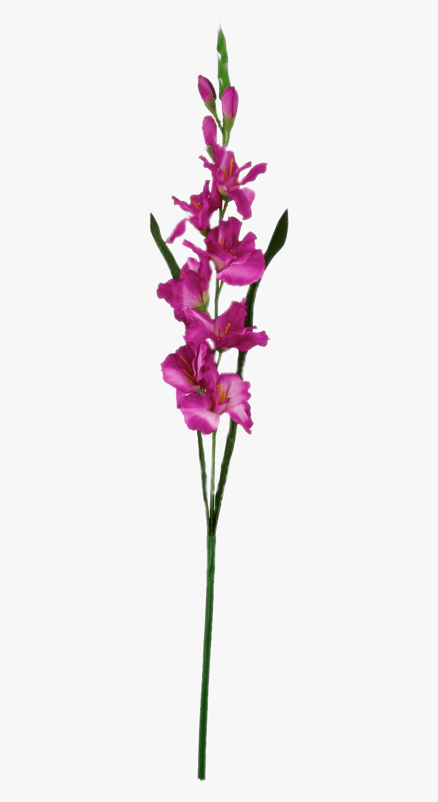 Dark Pink Gladiolus - Гладиолусы Клипарт Пнг, Transparent Clipart